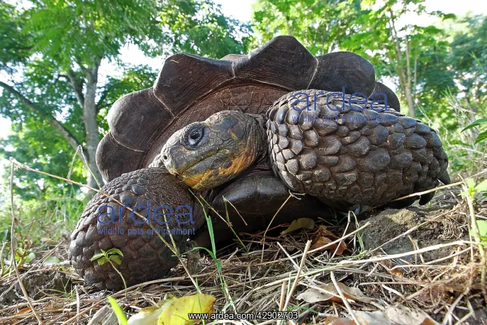 : Galapagos Giant Tortoise : Galapagos Giant Tortoise