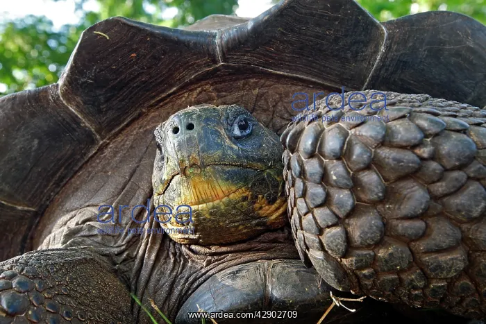  : Galapagos Giant Tortoise