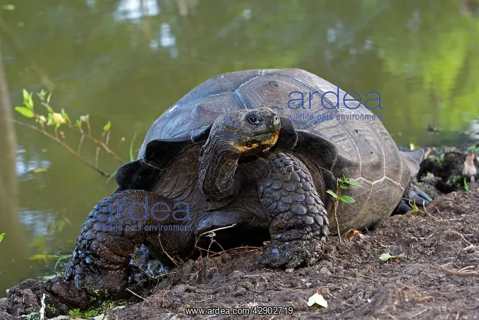 : Galapagos Giant Tortoise : Galapagos Giant Tortoise
