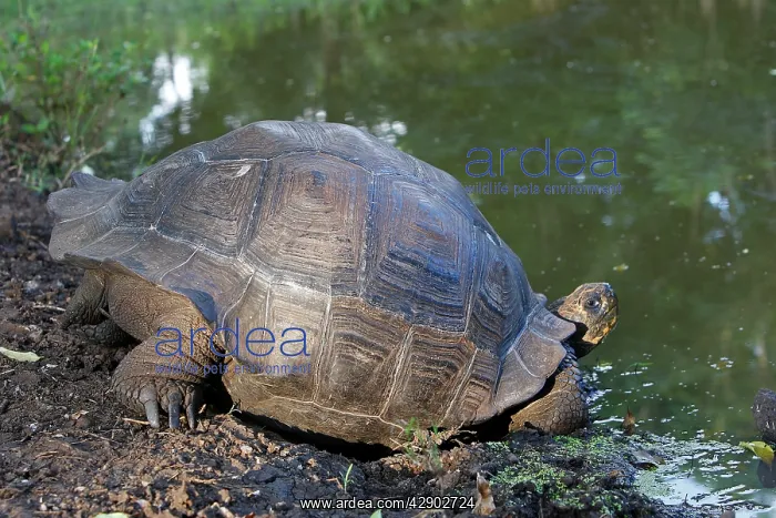 : Galapagos Giant Tortoise : Galapagos Giant Tortoise