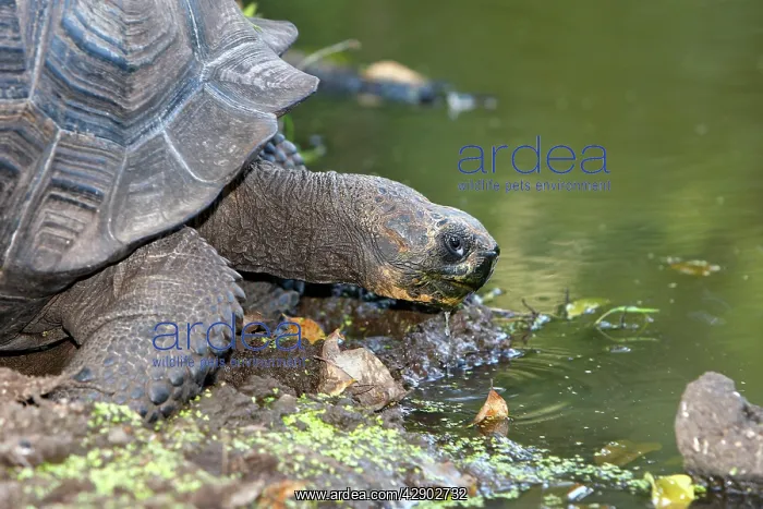 : Galapagos Giant Tortoise : Galapagos Giant Tortoise