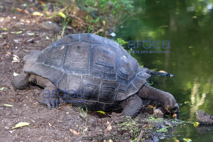 : Galapagos Giant Tortoise : Galapagos Giant Tortoise