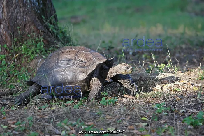 : Galapagos Giant Tortoise : Galapagos Giant Tortoise