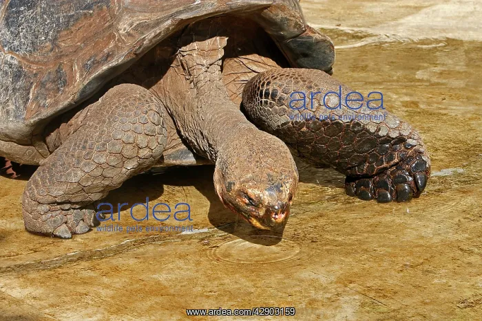 : Galapagos Giant Tortoise : Galapagos Giant Tortoise