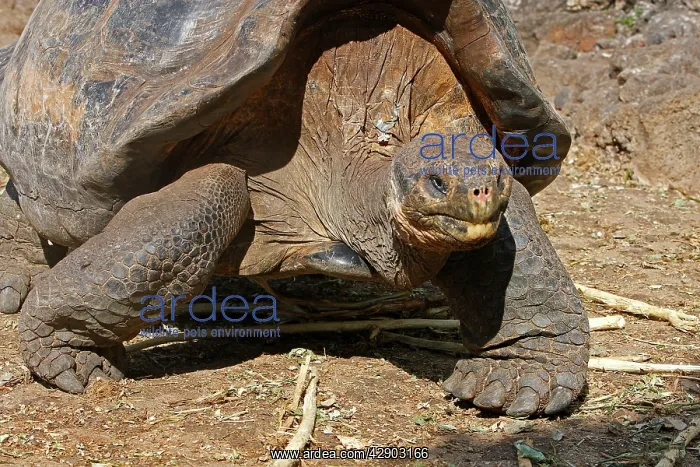 : Galapagos Giant Tortoise : Galapagos Giant Tortoise