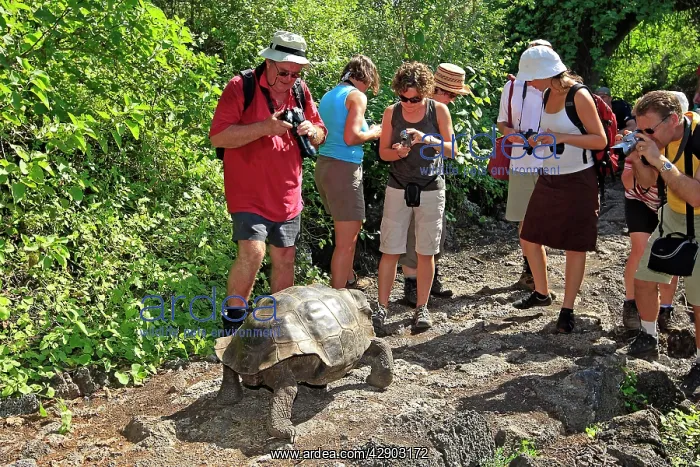: Galapagos Giant Tortoise : Galapagos Giant Tortoise