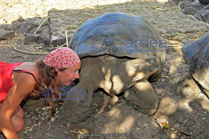: Galapagos Giant Tortoise : Galapagos Giant Tortoise