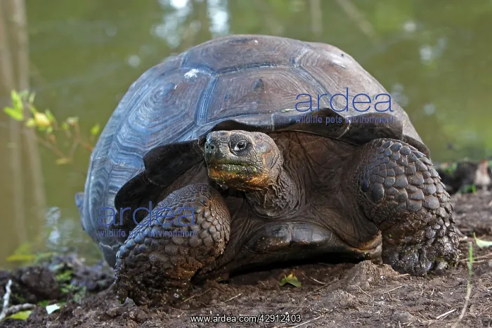  : Galapagos Giant Tortoise