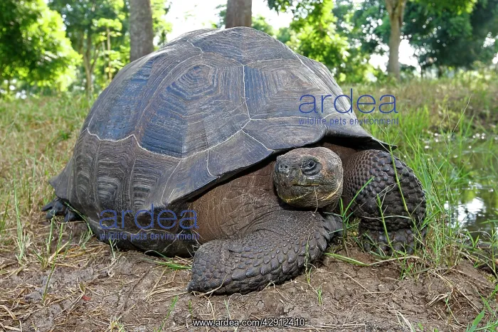 : Galapagos Giant Tortoise : Galapagos Giant Tortoise