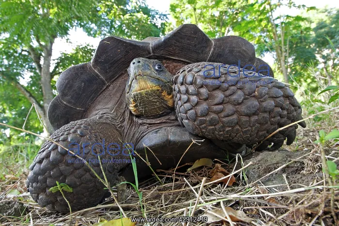  : Galapagos Giant Tortoise