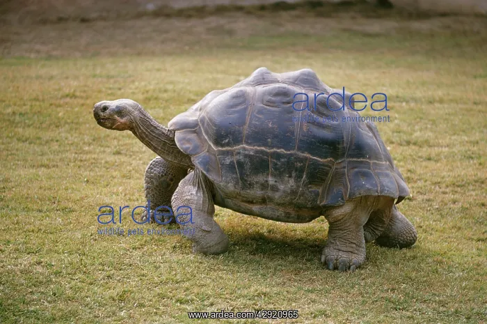 : Galapagos Giant Tortoise : Galapagos Giant Tortoise