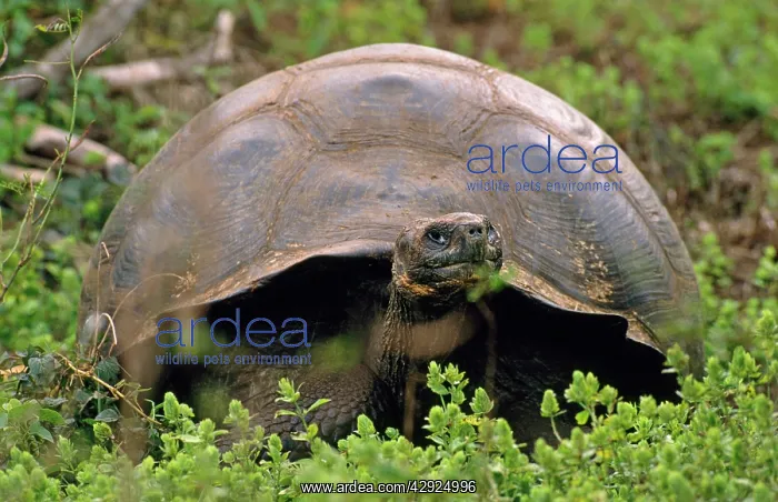 : Galapagos Giant Tortoise : Galapagos Giant Tortoise