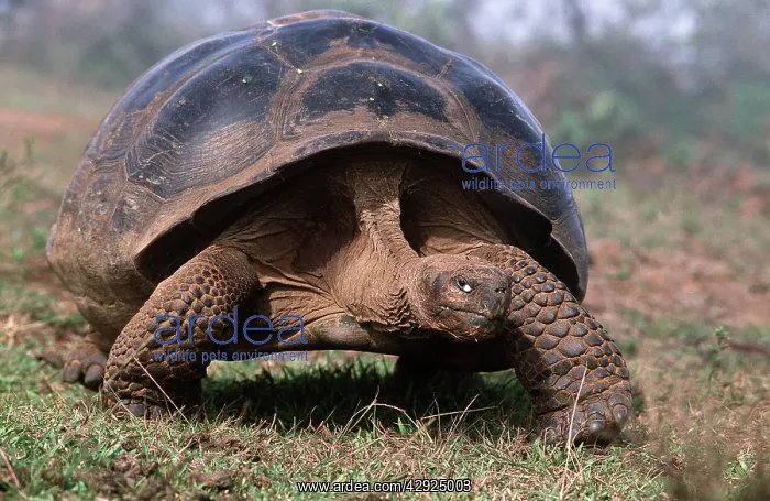 : Galapagos Giant TORTOISE : Galapagos Giant TORTOISE