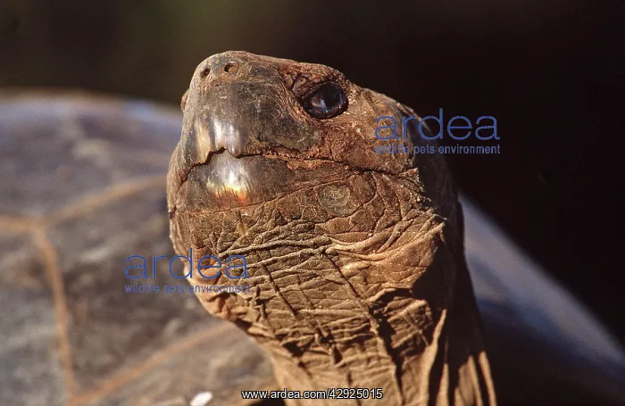 : Galapagos Giant Tortoise : Galapagos Giant Tortoise