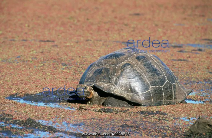 : Galapagos Giant Tortoise : Galapagos Giant Tortoise