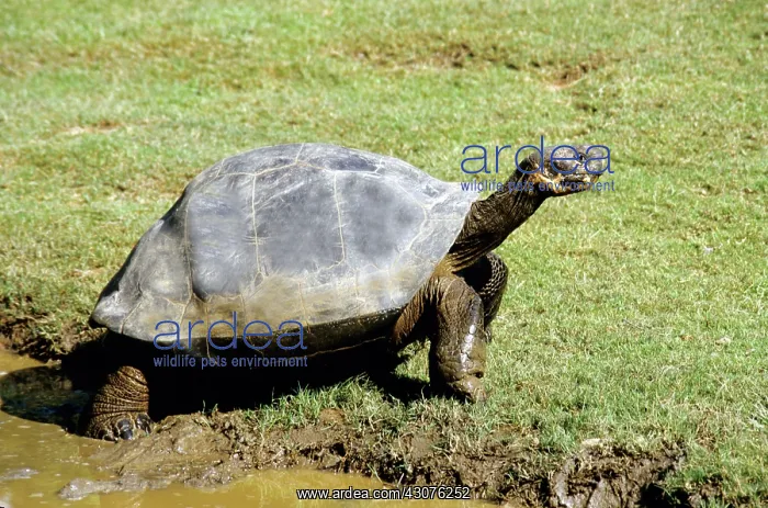  : Galapagos Giant Tortoise