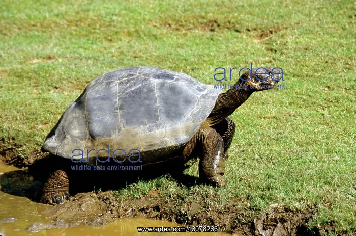 : Galapagos Giant Tortoise : Galapagos Giant Tortoise
