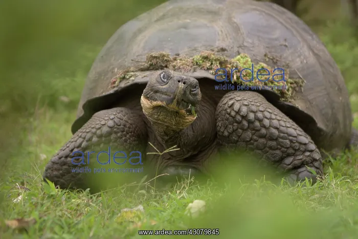 : Galapagos Giant Tortoise : Galapagos Giant Tortoise