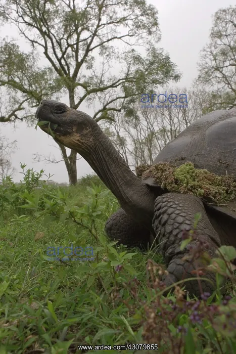 : Galapagos Giant Tortoise : Galapagos Giant Tortoise