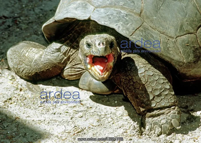 : Galapagos Giant Tortoise : Galapagos Giant Tortoise