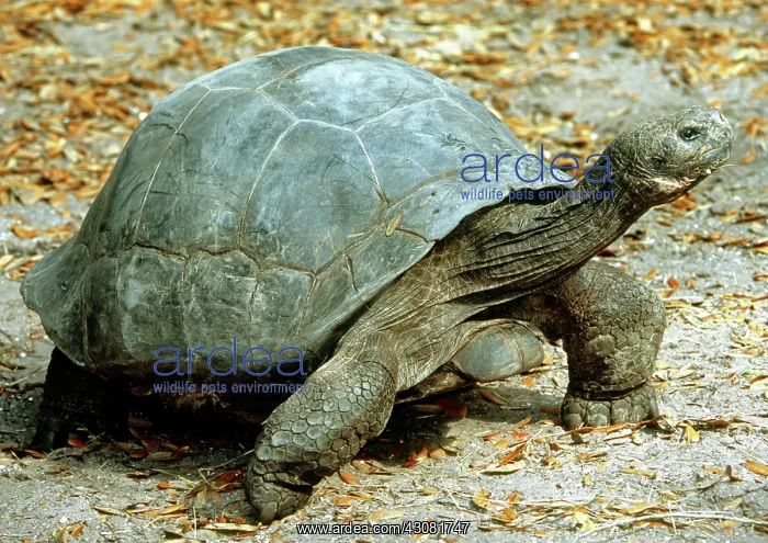 : Galapagos Giant Tortoise : Galapagos Giant Tortoise