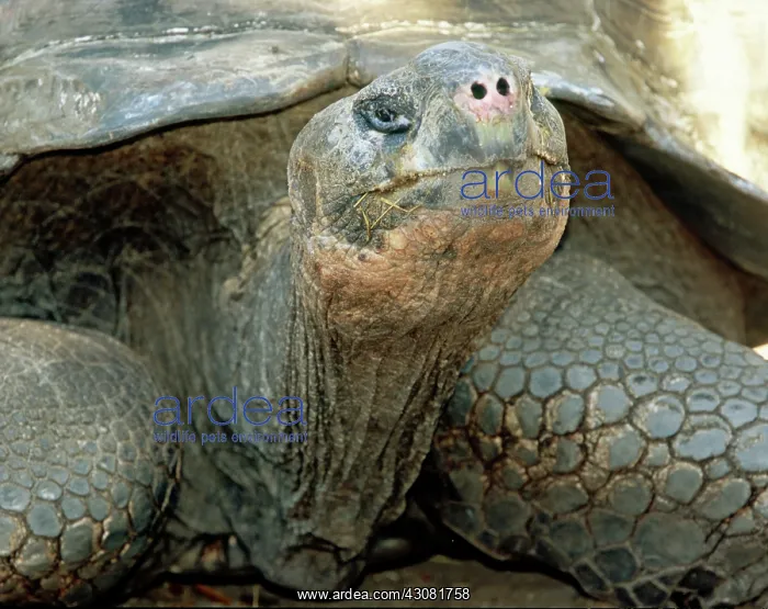 : Galapagos Giant Tortoise : Galapagos Giant Tortoise