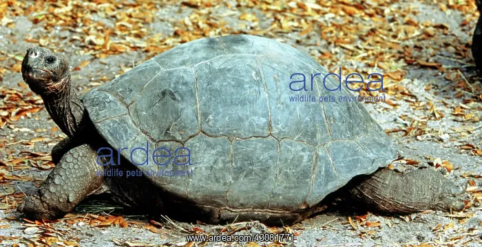 : Galapagos Giant Tortoise : Galapagos Giant Tortoise