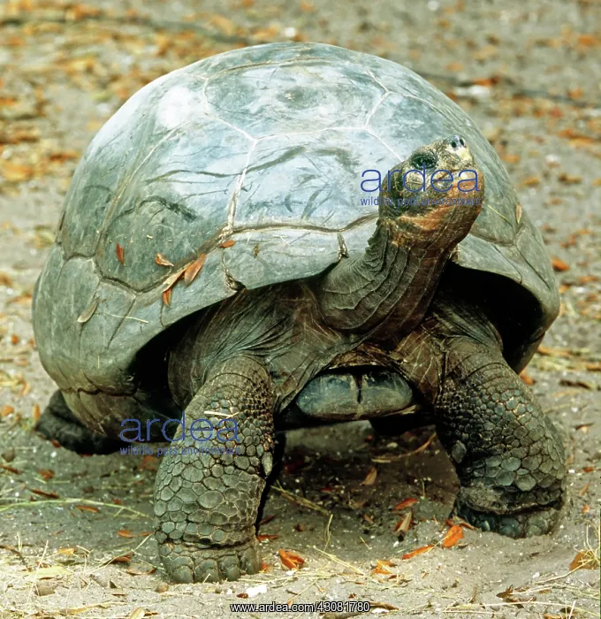 : Galapagos Giant Tortoise : Galapagos Giant Tortoise