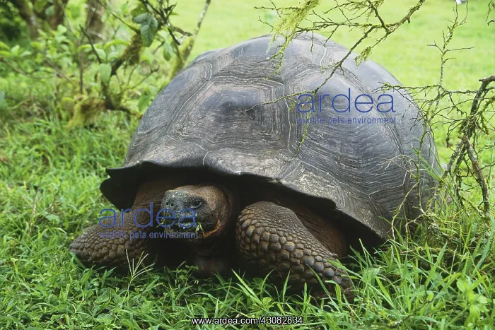 : Galapagos Giant Tortoise : Galapagos Giant Tortoise