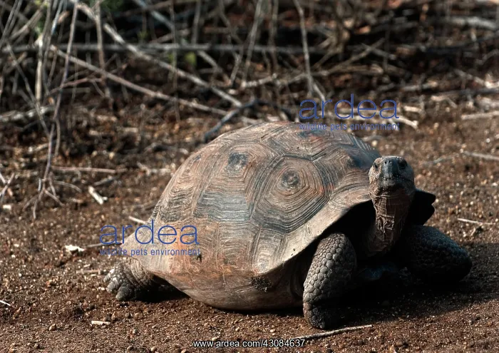  : Galapagos Giant Tortoise