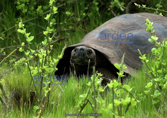 : Galapagos Giant Tortoise : Galapagos Giant Tortoise