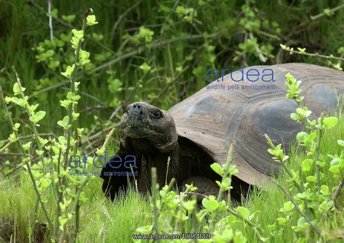: Galapagos Giant Tortoise : Galapagos Giant Tortoise