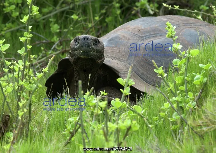 : Galapagos Giant Tortoise : Galapagos Giant Tortoise