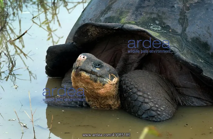 : Galapagos Giant Tortoise : Galapagos Giant Tortoise