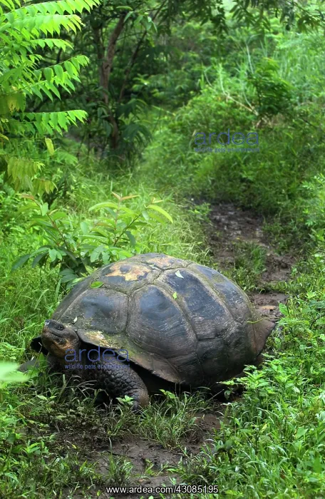 : Galapagos Giant Tortoise : Galapagos Giant Tortoise