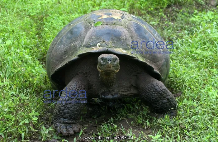 : Galapagos Giant Tortoise : Galapagos Giant Tortoise