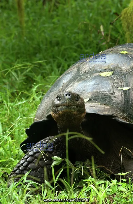 : Galapagos Giant Tortoise : Galapagos Giant Tortoise
