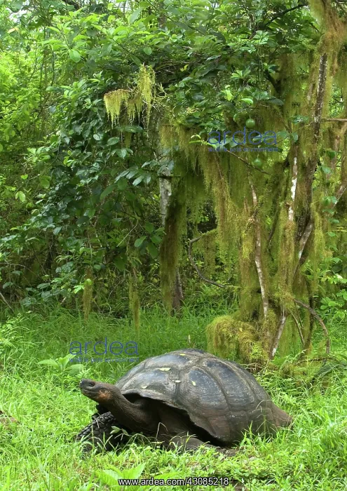 : Galapagos Giant Tortoise : Galapagos Giant Tortoise