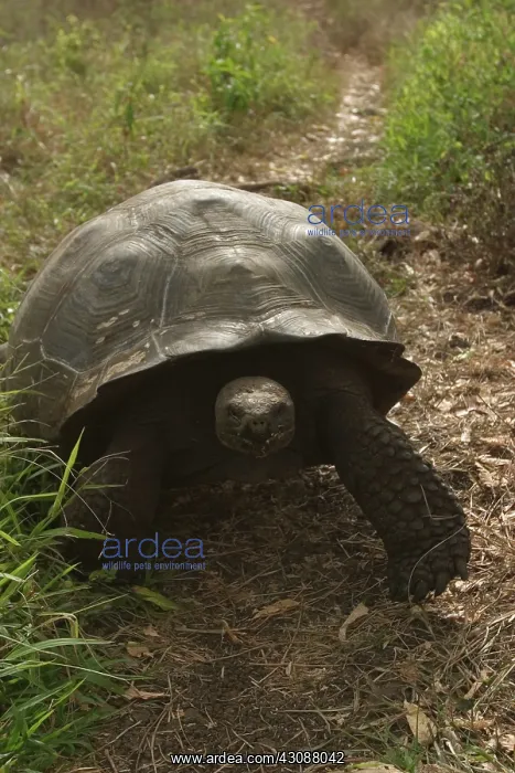 : Galapagos Giant Tortoise : Galapagos Giant Tortoise