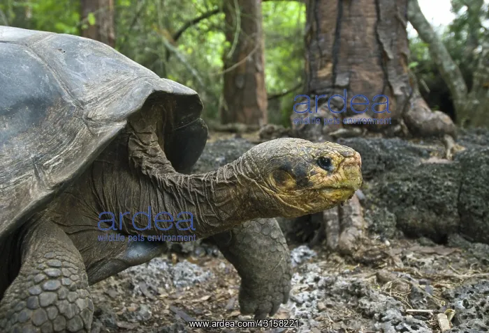 : Galapagos giant tortoise : Galapagos giant tortoise