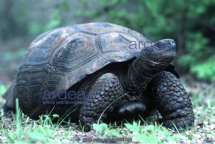: Galapagos Giant TORTOISE : Galapagos Giant TORTOISE