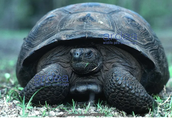 : Galapagos Giant TORTOISE : Galapagos Giant TORTOISE