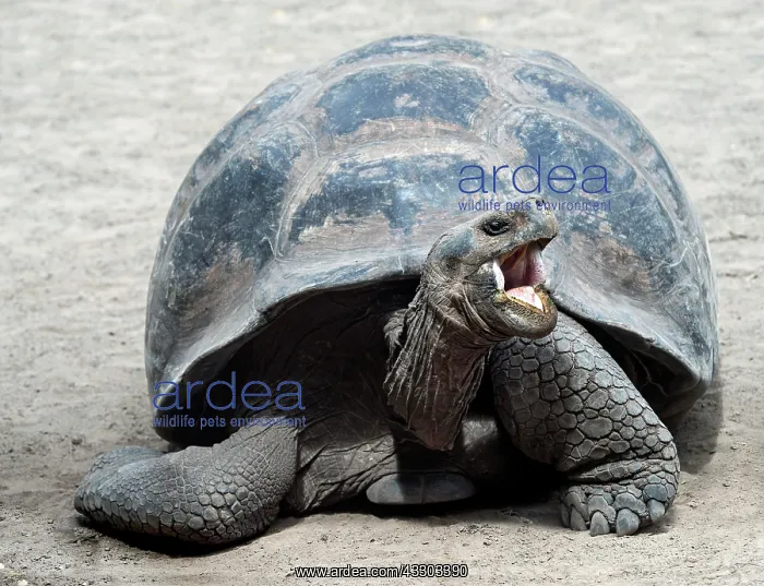 : Galapagos giant tortoise (Chelonoidis nigra ssp) : Galapagos giant tortoise (Chelonoidis nigra ssp)