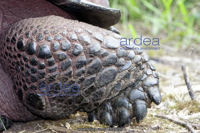 : Galapagos Giant Tortoise - close-up of feet : Galapagos Giant Tortoise - close-up of feet