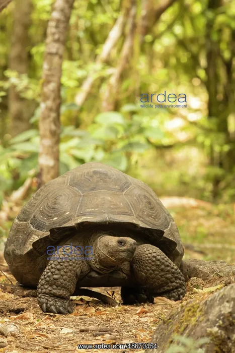 : Galapagos giant tortoise, Galapagos Islands, Ecuador, South : Galapagos giant tortoise, Galapagos Islands, Ecuador, South
