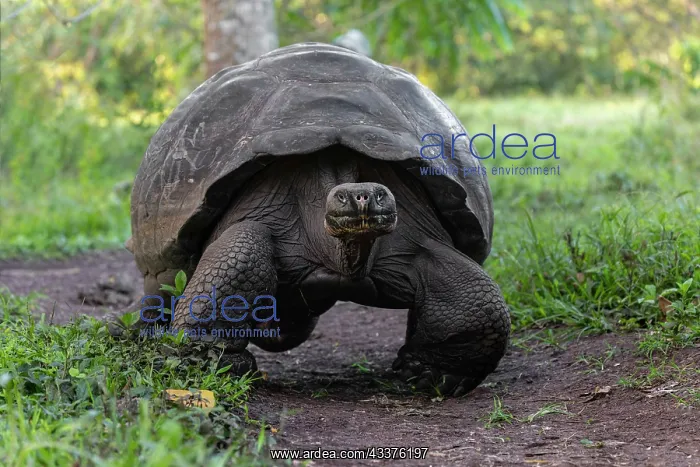 : Galapagos giant tortoise. Genovesa Island, Galapagos : Galapagos giant tortoise. Genovesa Island, Galapagos