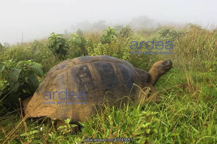 : Galapagos Giant Tortoise (Geochelone elephantophus : Galapagos Giant Tortoise (Geochelone elephantophus