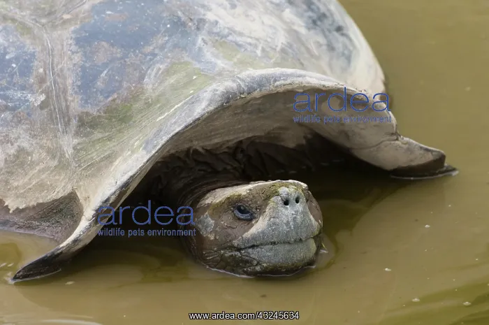 : Galapagos Giant Tortoise (Geochelone elephantophus : Galapagos Giant Tortoise (Geochelone elephantophus