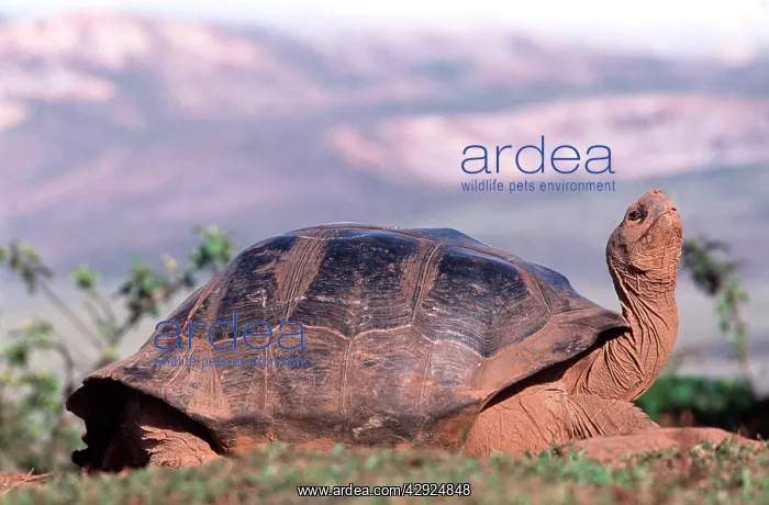 : Galapagos Giant Tortoise - in grooming stance : Galapagos Giant Tortoise - in grooming stance