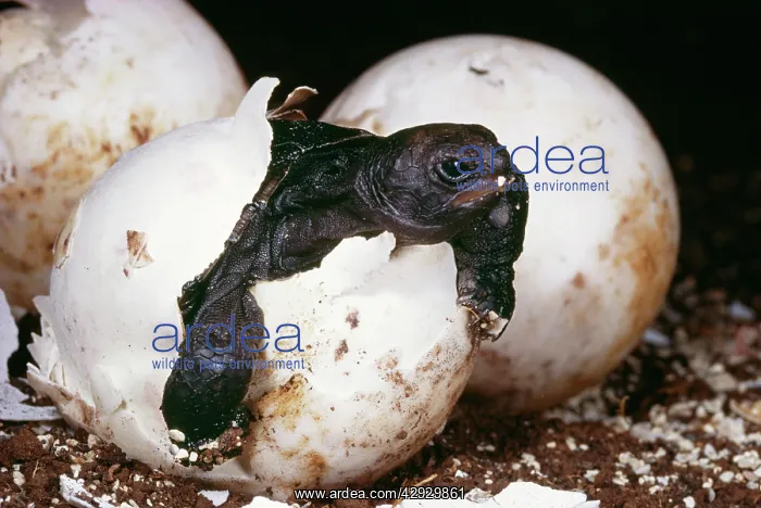 : Galapagos Giant TORTOISE - hatching : Galapagos Giant TORTOISE - hatching